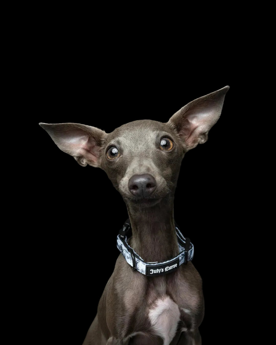 Toile of Shadows Collar