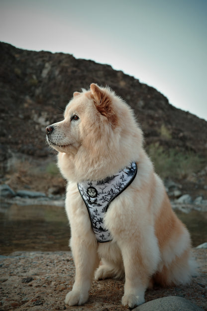 Toile of Shadows Harness